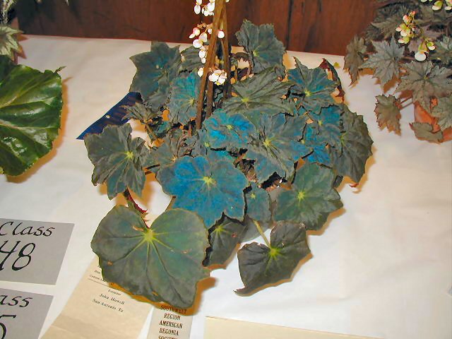 B. ‘Ray Buxton’